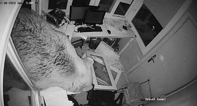 Acıkan Ayılardan Macera Park'a Baskın