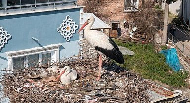 Adem Amca ile Yaren Arasına Nazlı Girdi!