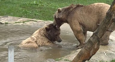 Ayılar Dünya Uyku Günü'nde Kış Uykusundan Uyandı