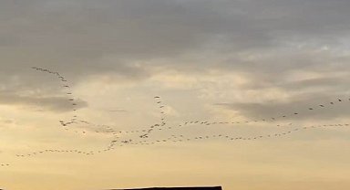 Bursa'dan geçen pelikan sürüsünden görsel şölen