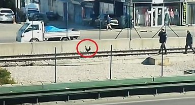 Bursa Metro Raylarındaki Horoz Herkesi Şaşırttı!