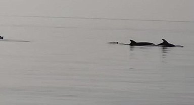 Gemlik Sahilinde Yunusların Dansı