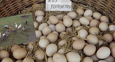 İlçe Başkanlığından Yumurtacılığa: Tane 6 TL