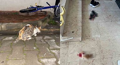 İnegöl'de 6 yavru kedi katledildi!