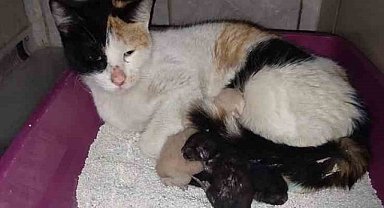 İnegöl'deki doğumhanede bir kedi doğum yaptı