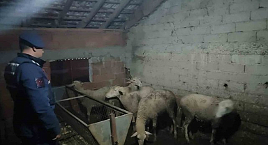 İznik'te koyun çalanlar Yenişehir'de yakalandı