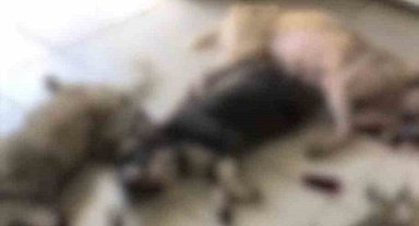 Kemalpaşa Belediyesi barınağında çok sayıda köpek öldü