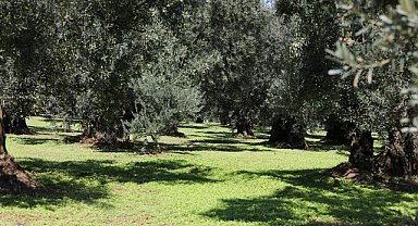 Trilye Zeytini Tescilleniyor