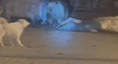 Uludağ’da Erken Uyanan Ayı Ortalığı Karıştırdı 