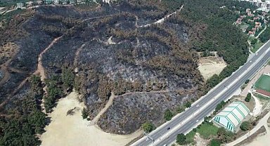 Yanan Ormanların Yerine 48 bin Fidan Dikildi