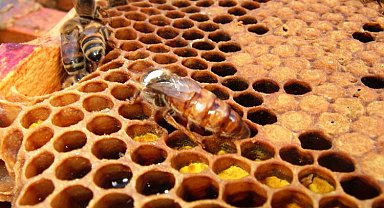 Arı ürünlerine ilişkin önemli düzenleme