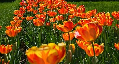 Bahar Bursa'yı Renklendirdi