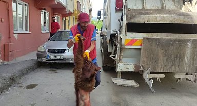 Bursa’da akıllara durgunluk veren olay! Ayıyı parçalayıp...