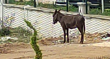 Bursa’da Gülümseten Eşek Hikayesi