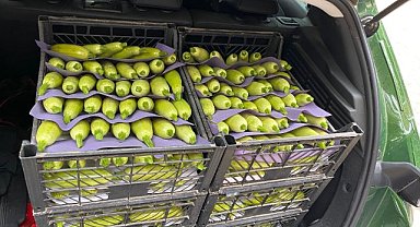 Bursa'da kabak hasadı başladı! 15 biradan alıcı buluyor 