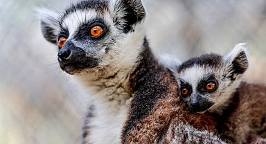 Doğal Yaşam Parkı, 23 Nisan'da ücretsiz olacak