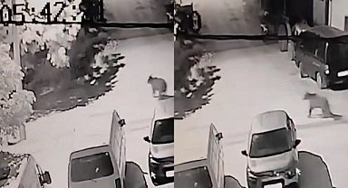 Görüntüler Bursa’dan: Sokak sokak gezip yiyecek aradı 