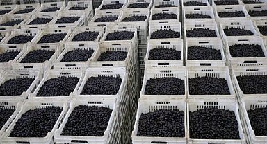 Marmarabirlik'ten 630 Milyon TL'lik Ödeme 