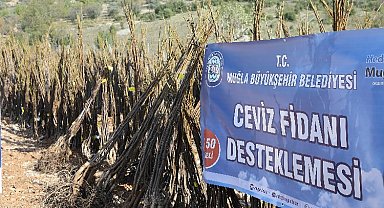 Muğla'da meyve fidanı dağıtımı devam ediyor
