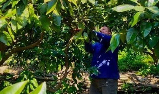Öğrenciler atık mandalinaları ekonomiye kazandırıyor