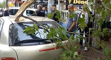 Rüzgara Dayanamayan Ağaç Aracın Üzerine Düştü