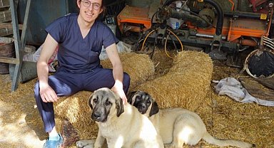 Sokak hayvanları nasıl tedavi edilmeli?