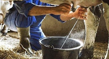 Süt ve süt ürünleri üretiminde artış