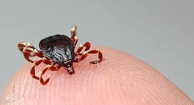 Uzmanından kene uyarısı: Bunları sakın yapmayın!