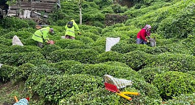 Bakanlıktan çay alım fiyatı ve destekleme açıklaması