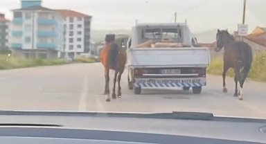 Bursa'da atlara işkence kamerada 