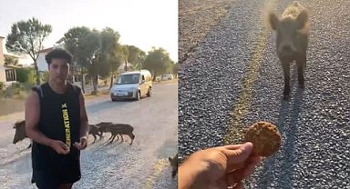 Bursa'da bir vatandaş domuzları kurabiyeyle besledi 