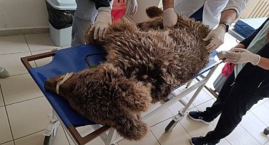 Bursa'da kurtarılan ayı rehabilitasyon merkezine yerleştirildi