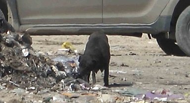 Bursa'daki çöplük yangınında anne köpeğin çırpınışı