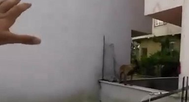 Bursa'daki köpek saldırısının görüntüleri ortaya çıktı