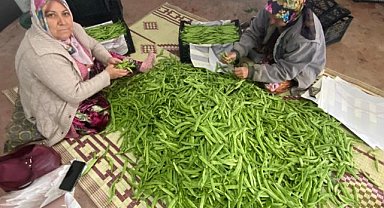 Bursa'nın meşhur fasulyesinde hasat zamanı! 