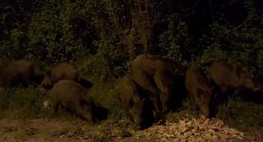 Bursa şehir merkezinde domuz sürüsü görüntülendi 