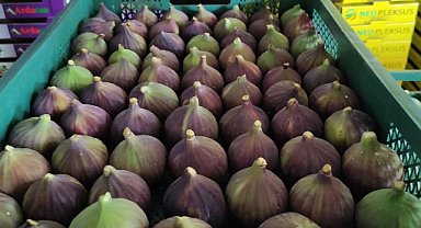 Bursa siyah inciri, Japon pazarında satılacak! 