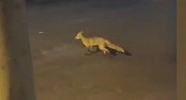 Yiyecek arayan tilki Bursa sokaklarında görüntülendi 