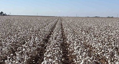 Bursa'da geliştirilen pamuk türüne ABD'de koruma
