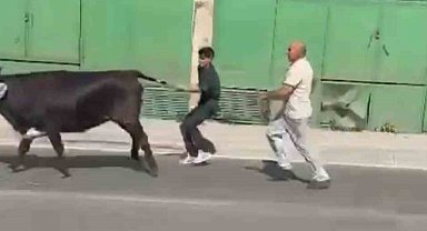 Bursa'da kaçan boğa çıkmaz sokakta yakalandı