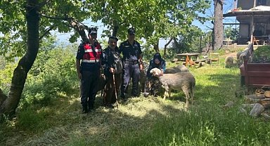 Bursa'da kayıp küçükbaş hayvanları jandarmalar buldu