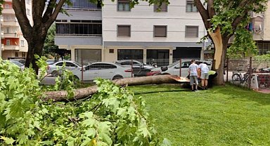 İnegöl'de cami bahçesinde kırılan ağaç cemaatin üzerine devrildi