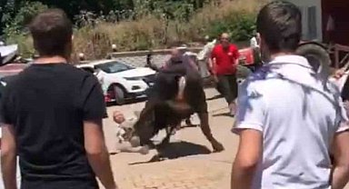 Osmangazi'de kaçan kurbanlık boğa 1 kişiye zarar verdi!