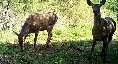 Uludağ'da yaban hayvanlarının fotoğrafları yayınlandı