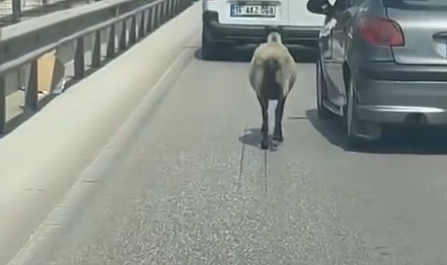Bursa'da koyun firarda