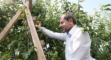 Gürsu armudunu faydalı böcekler koruyor