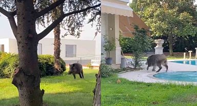 Bursa'da kiraladıkları villada domuzla karşılaştılar!