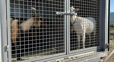 İnegöl itfaiyesinden hayvanları kurtarma operasyonu