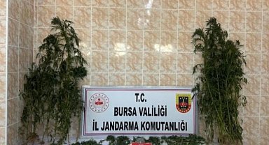 İznik'te ahırında kenevir üreten şüpheli yakalandı