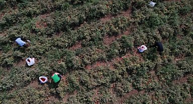 Karacabey'de çiftçiden halka ücretsiz domates